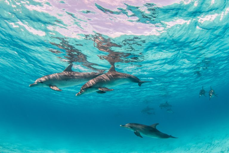 Dónde ver delfines en Ibiza